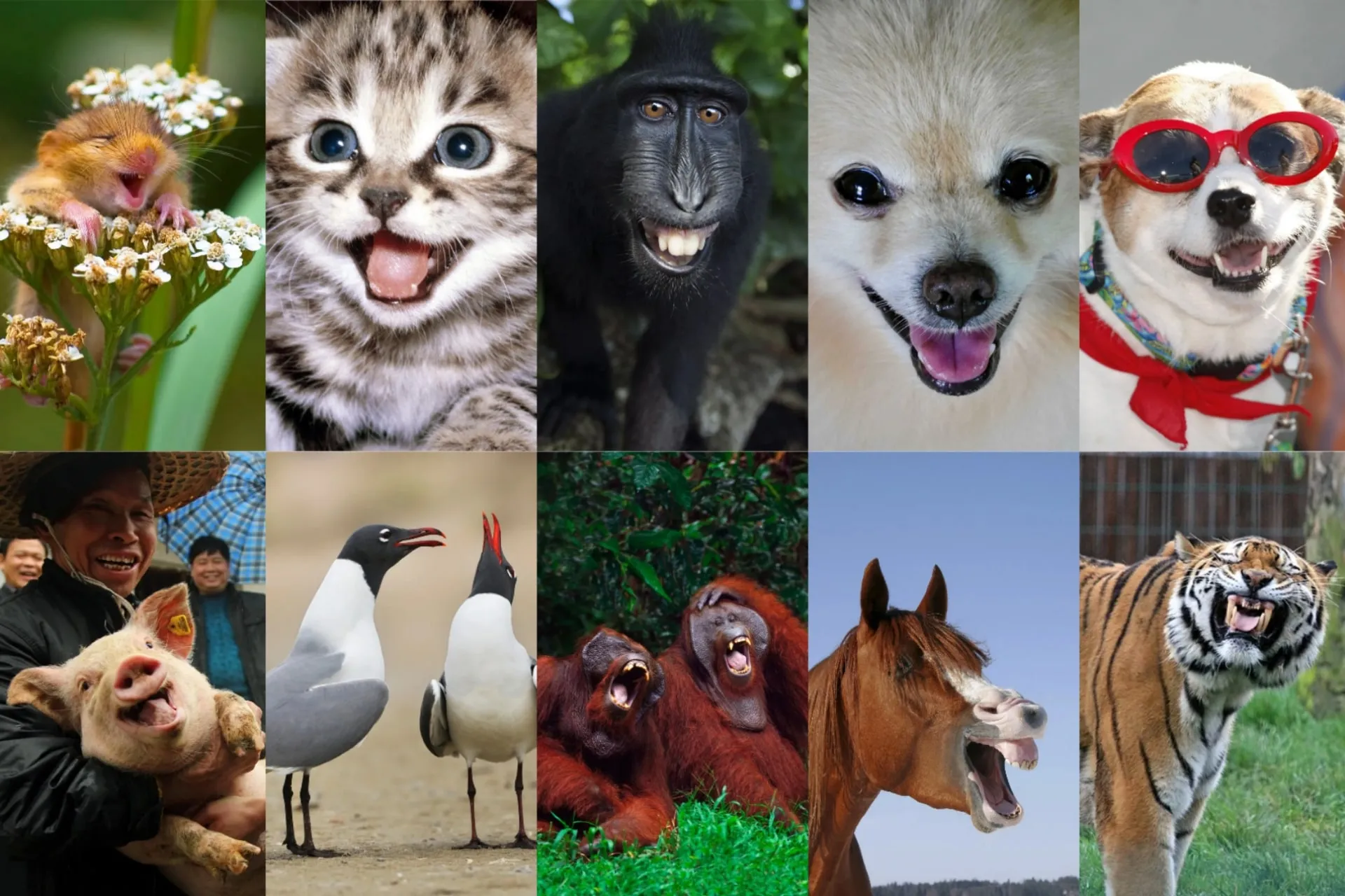 مکالمه ی انگلیسی راجع به حیوانات با ترجمه فارسی
